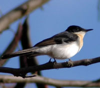 Restless Flycatcher