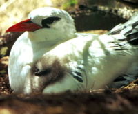 Red-tailed Tropicbird (Phaethon rubricauda)