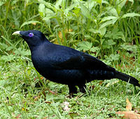 Male Satin Bowerbird.