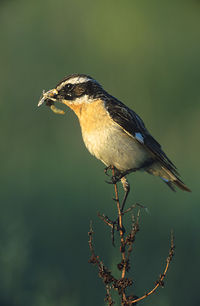 A Whinchat has a prominent white supercilium