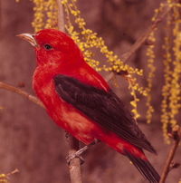 Scarlet Tanager