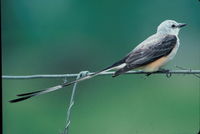 Scissor-tailed Flycatcher