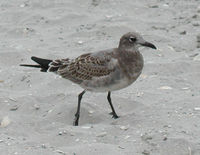 A juvenile Laughing Gull