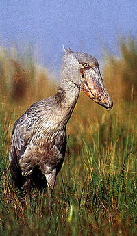 Shoebill, Balaeniceps rex