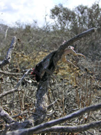 Lizard impaled on thorns by Southern Grey Shrike Lanius meridionalis, Lanzarote