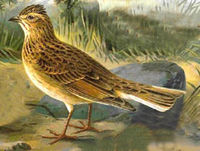 Skylark