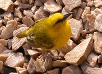 Slender-billed Weaver