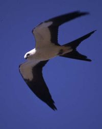 Swallow-tailed Kite