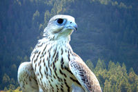 Hybrid white gyrfalcon and saker falcon.