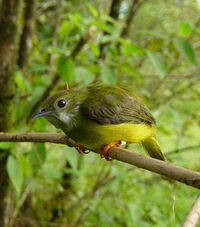 Juvenile White-collared Manakin