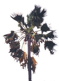 Village Weaver colony in The Gambia. The nests are the spherical suspended objects