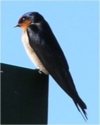 Welcome Swallow