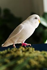 Male white budgerigar. This is not an albino because it lacks the red eyes.