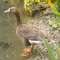 White-fronted Goose (Anser albifrons)