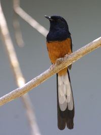 Male White-rumped Shama