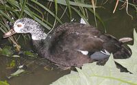 Adult White-winged Wood Duck (Cairina scutulata)