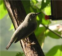 Zosterops palpebrosus