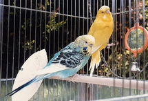 Pet budgerigars.