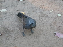 Apostlebird