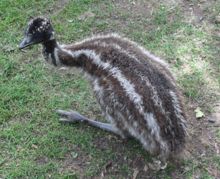 Emu chicks have distinctive bilateral stripes that help to camouflage them.