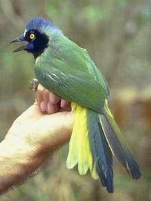 Green Jay, Cyanocorax yncas