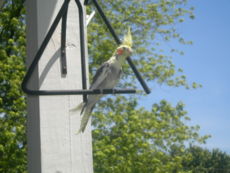 A pet Cockatiel.