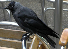 Birds such as Jackdaws were often kept by children who marvelled at their ability to talk in the days before parrots were readily available