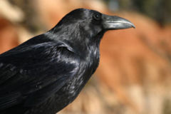 Common Raven