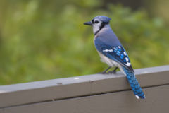 Blue Jay surveys its surroundings