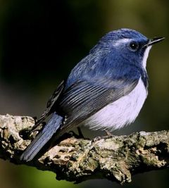 Ultramarine Flycatcher Ficedula superciliaris aestigma