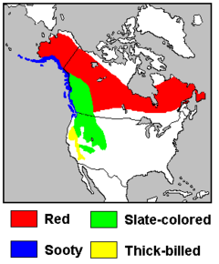 breeding ranges of the four Fox Sparrow groups