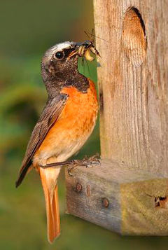 Common Redstart, Phoenicurus phoenicurus