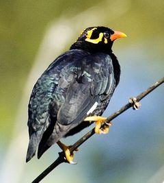 Southern Hill Myna Gracula religiosa indica