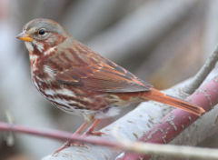 Red Fox Sparrow