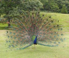 Indian Peacock, Pavo cristatus