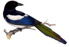 European Magpie (P. pica)