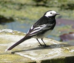 White Wagtail