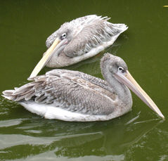 Pink-backed Pelicans (Pelecanus rufescens).