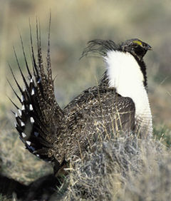 Greater Sage-Grouse, Centrocercus urophasianus