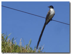 Fork-tailed Flycatcher