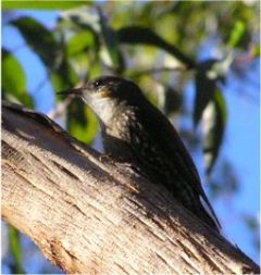 White-throated Treecreeper