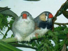 Zebra Finches