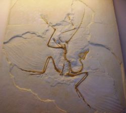 A cast of the Berlin specimen of Archaeopteryx, the most famous prehistoric bird.