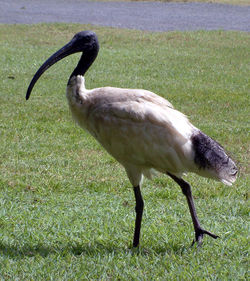 Australian White Ibis