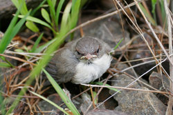 Fledgling