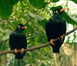 Hill Mynah