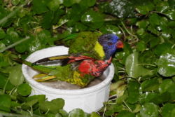 Lorikeet-sized bird bath