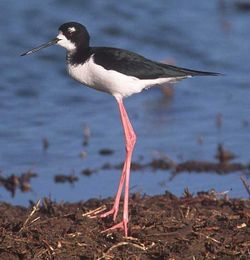 Black-necked Stilt (Himantopus himantopus mexicanus)