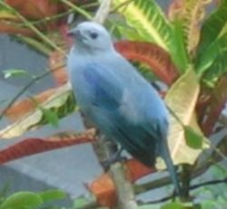 Blue-gray Tanager