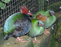 Crested Wood Partridge. The male has the red crest